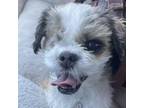 Adopt Flower a Shih Tzu