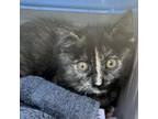 Adopt Sara Bellum a Domestic Short Hair