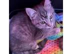 Adopt Margaret Keane a Domestic Short Hair