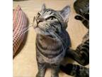 Adopt Leia a American Shorthair