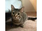 Adopt Dahlia a Domestic Short Hair