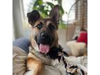 Adopt Nula a German Shepherd Dog, Husky