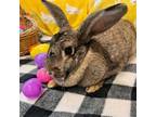 Adopt Snickers a Bunny Rabbit