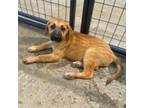 Adopt Hera a Shepherd, Mixed Breed