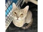 Adopt Bridgette a Domestic Short Hair