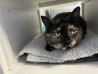 Adopt Roxie a Domestic Short Hair