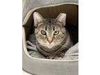 Adopt Tabatha a Domestic Short Hair