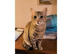 Adopt Rose a Tabby