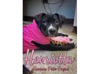Adopt Henrietta a Pit Bull Terrier