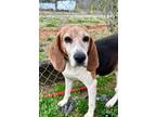 Adopt Shaylah a Beagle, Hound