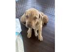 Adopt Clover a Mastiff