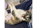 Adopt Maria a American Shorthair