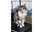 Adopt Juliette a Domestic Medium Hair