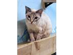 Adopt Frolly a Siamese
