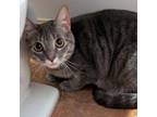 Adopt Azalea a Domestic Short Hair