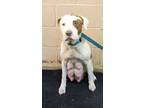 Adopt Clover (CA Mom) a Pit Bull Terrier