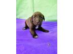 Adopt Caramel (CA3) a Pit Bull Terrier