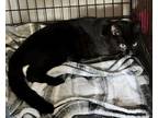 Adopt Bella a Domestic Short Hair