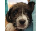 Adopt April a Wirehaired Terrier