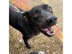 Adopt Tessa a Black Labrador Retriever