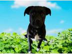 Adopt Clover a Black Labrador Retriever