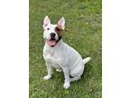 Adopt Queenie a American Staffordshire Terrier, Jack Russell Terrier