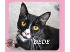 Adopt DeDe a Domestic Short Hair