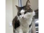 Adopt Domino a Domestic Long Hair