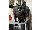 Adopt Pennifer a Domestic Short Hair