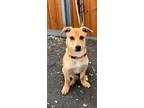 Adopt Forest a Yellow Labrador Retriever, Corgi