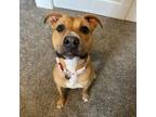 Adopt Bambi a Boxer, Pit Bull Terrier