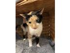 Adopt Pandora a Domestic Medium Hair