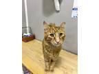 Adopt Ginger a Domestic Short Hair