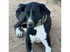 Adopt Chevy a German Shorthaired Pointer