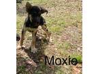 Adopt Moxie a German Shepherd Dog