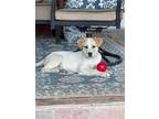 Adopt Dolly a Great Pyrenees