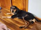 Adopt Beretta [Medical Foster Needed] a Catahoula Leopard Dog