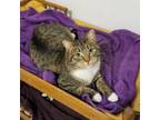 Adopt Josie a Domestic Short Hair