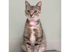 Adopt Kitty a Domestic Short Hair