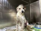 Adopt Cornbread a Wirehaired Terrier