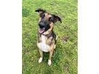 Adopt Luna a German Shepherd Dog