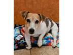 Adopt Berri a Dachshund, Jack Russell Terrier