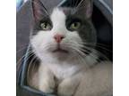 Adopt Cassie a Domestic Short Hair