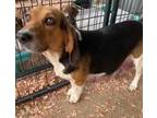 Adopt Dixie Lakelyn a Beagle