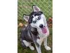 Adopt Rosita a Husky