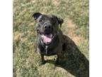 Adopt Willow a Black Labrador Retriever, American Staffordshire Terrier