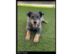 Adopt Wile E. Coyote a Cattle Dog, Mixed Breed