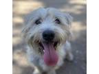 Adopt Poe a Schnauzer, West Highland White Terrier / Westie