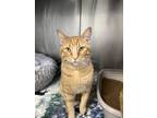 Adopt Jerry a Tabby, Domestic Short Hair