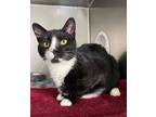 Adopt Whiskers a Domestic Medium Hair